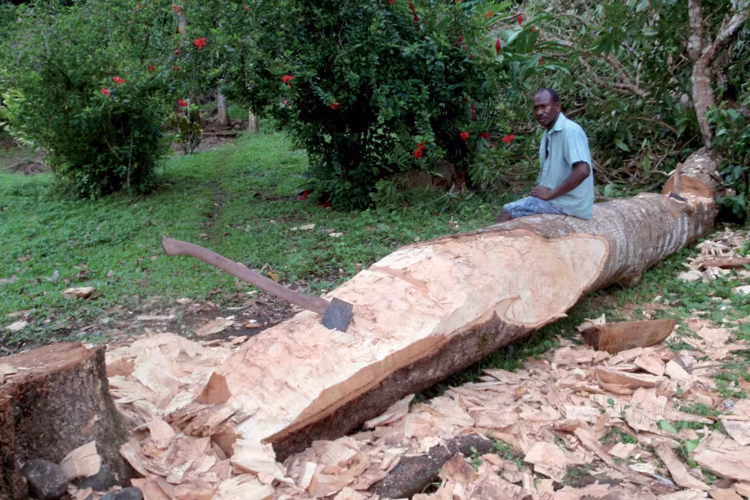 La construction d’un canoë dans le tronc d’un manguier.