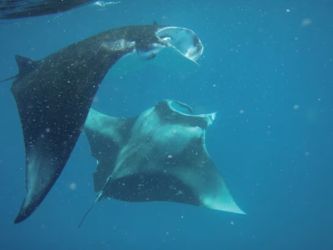 Aujourd'hui comme hier, des Caraïbes au Pacifique ou encore dans l'océan Indien, la découverte du monde sous-marin est magique...