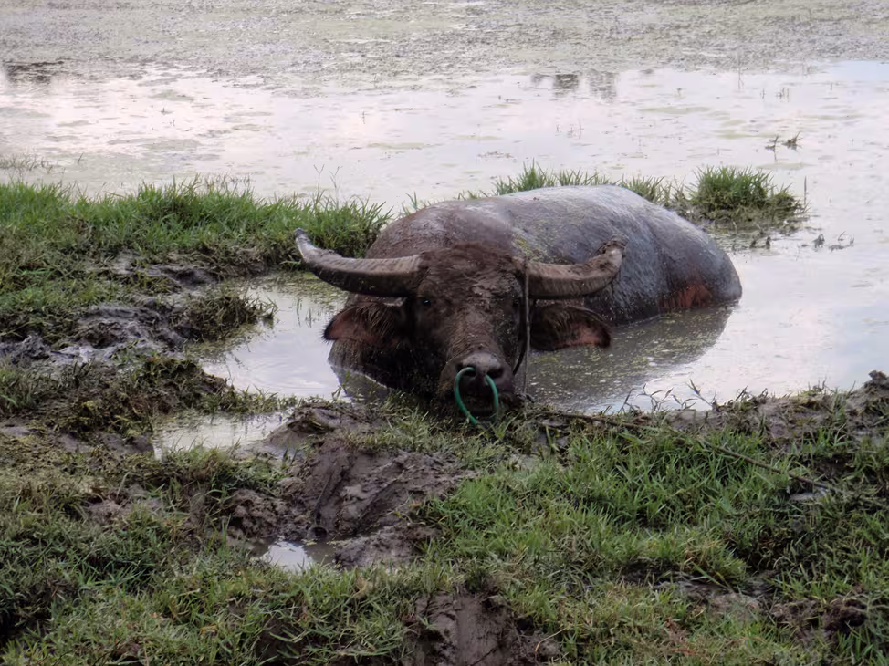 This buffalo doesn’t seem to be in a good mood. We’ll keep our distance!  
