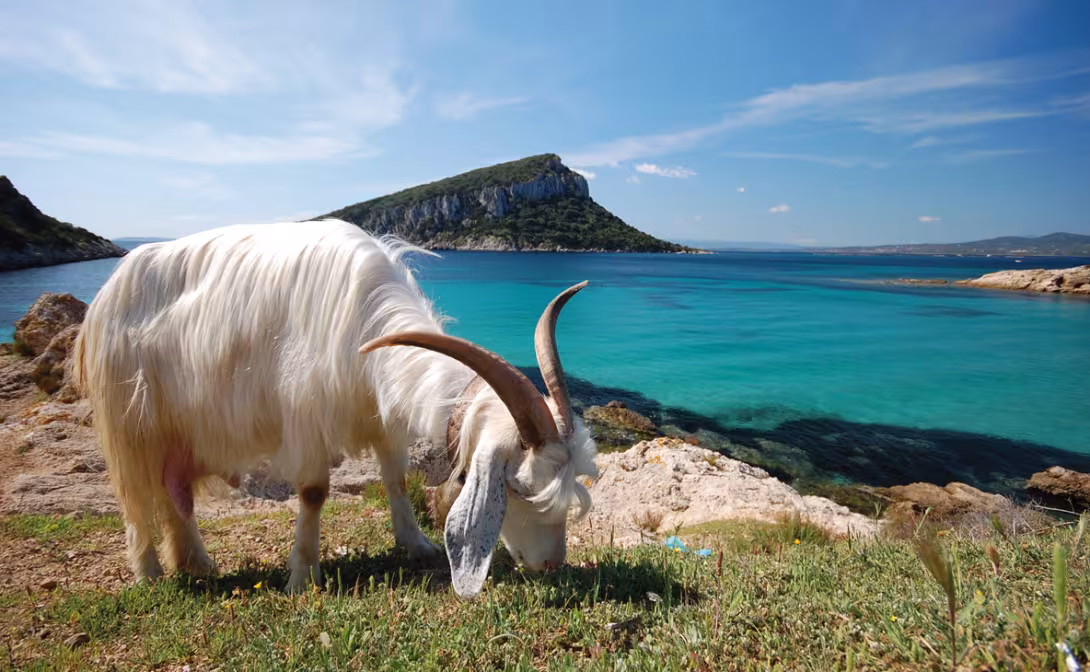 Rencontre inattendue au détour d'une balade le long des côtes.