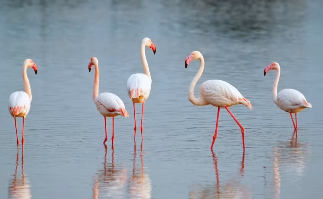 Faune comme flore méritent aussi le détour.