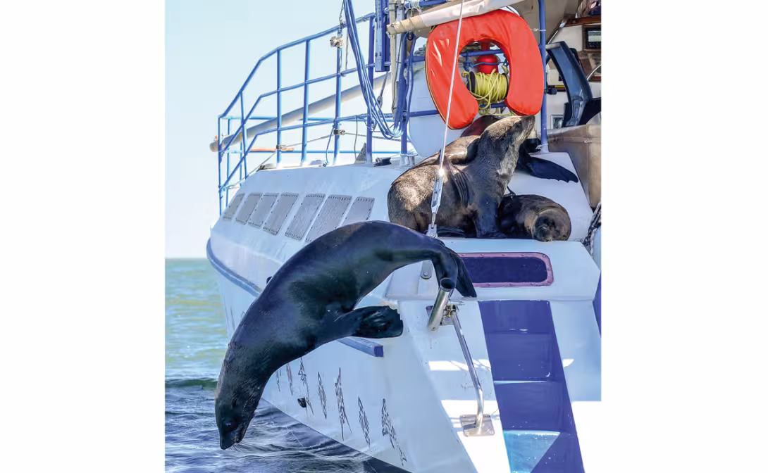 Our new friends, the seals, including the very docile Riri, who came back to see us several times.