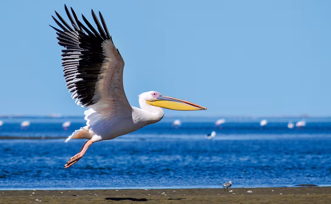 Walvis Bay’s pelicans.