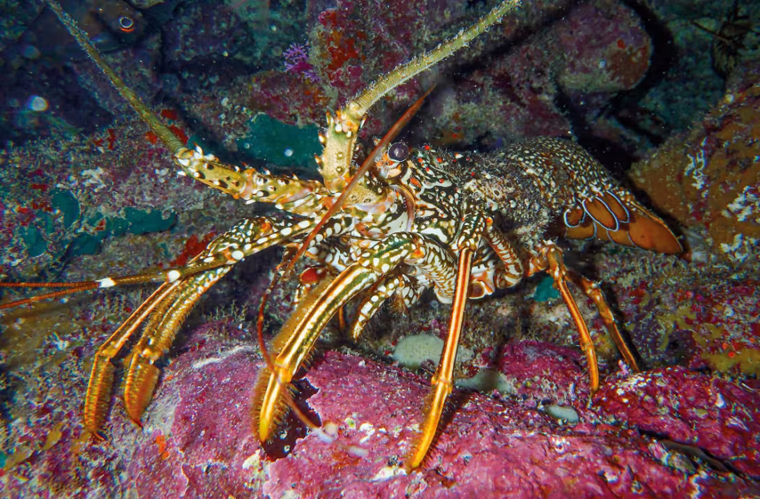 Toi, tu vas finir au barbecue, ce soir…