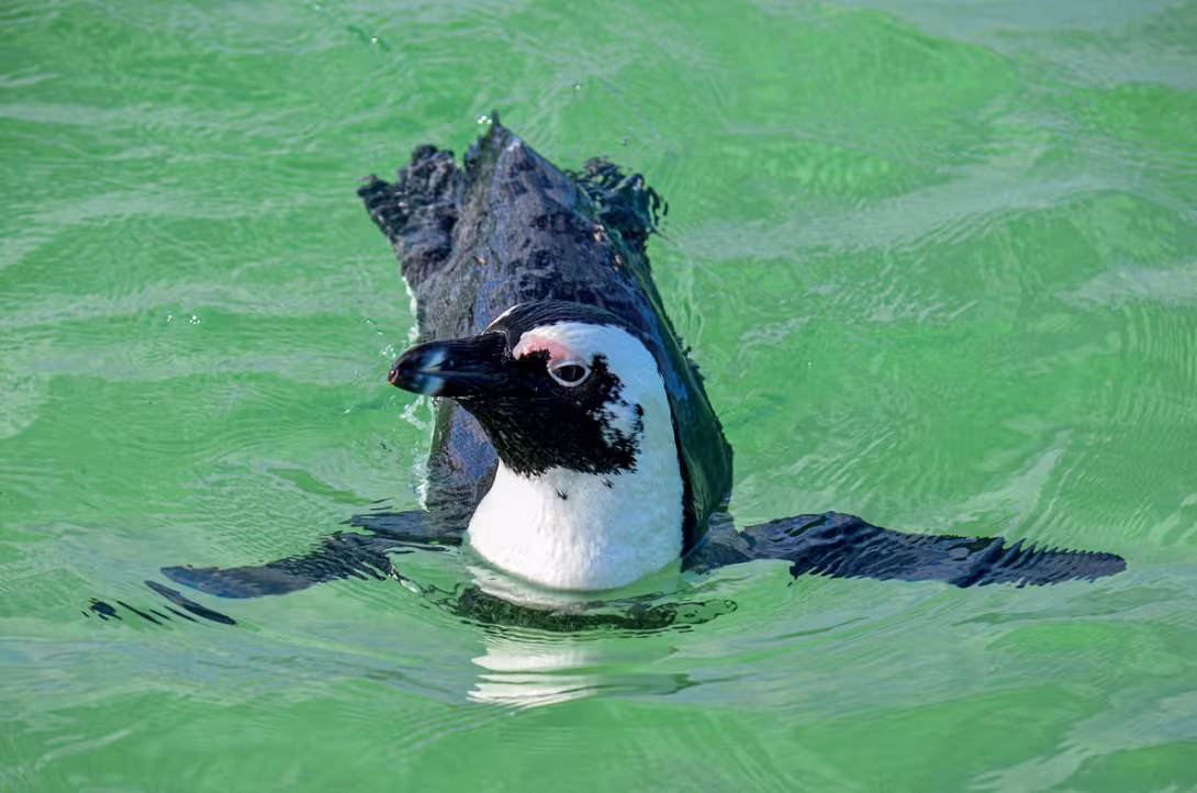 Il est possible de découvrir les manchots du Cap en se dirigeant vers la réserve naturelle du cap de Bonne-Espérance.