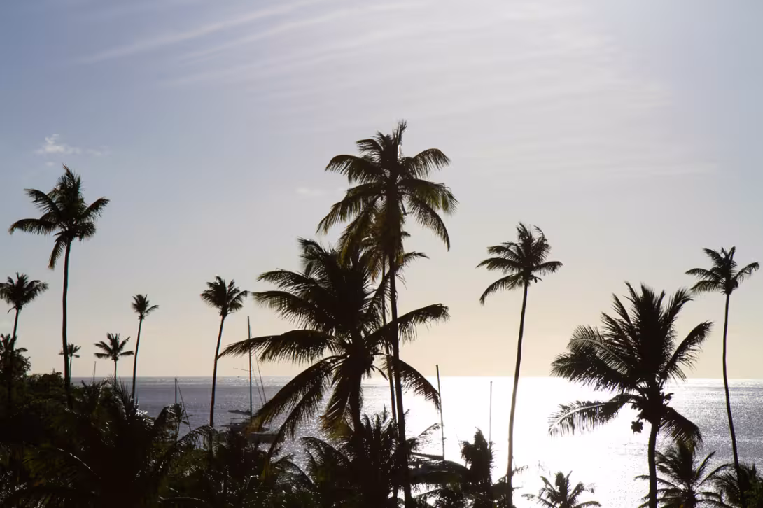 Sugar Beach vue depuis la terre, avec les mâts qui se confondent avec les cocotiers…