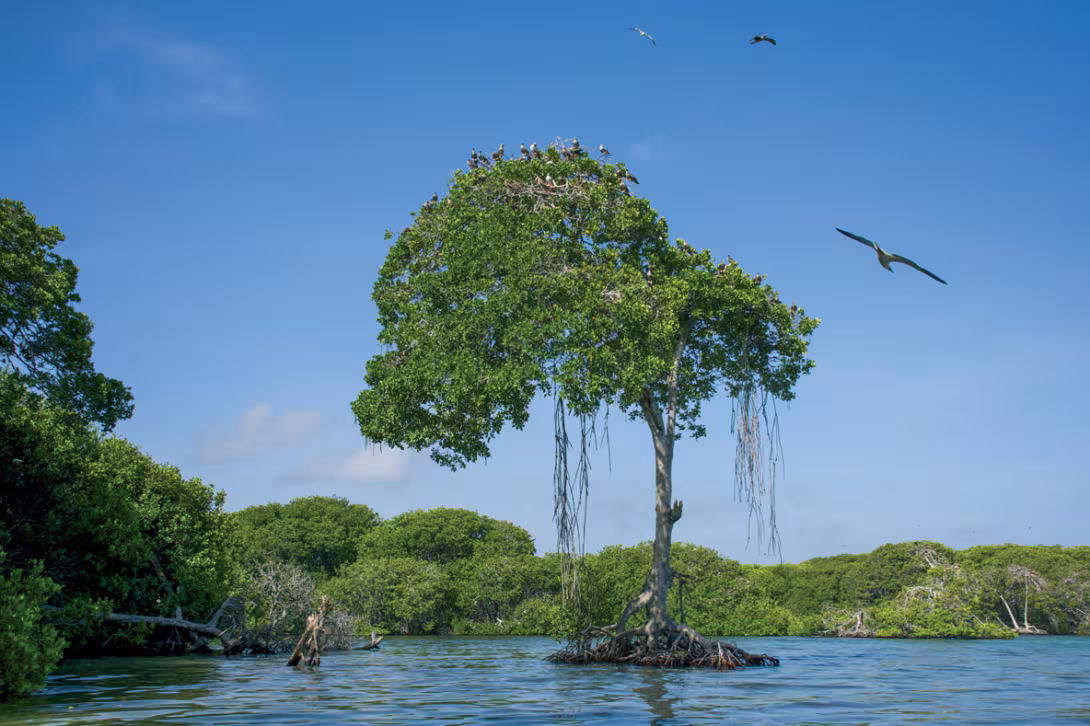 Les paysages de Las Aves intègrent des forêts ; certains palétuviers peuvent culminer à 20 m.