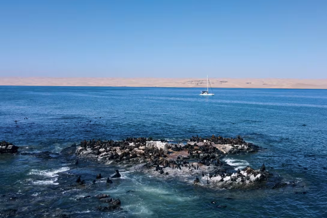 La fameuse île aux otaries, à l’entrée sud du mouillage, rassemble les cormorans et tous leurs copains du coin.