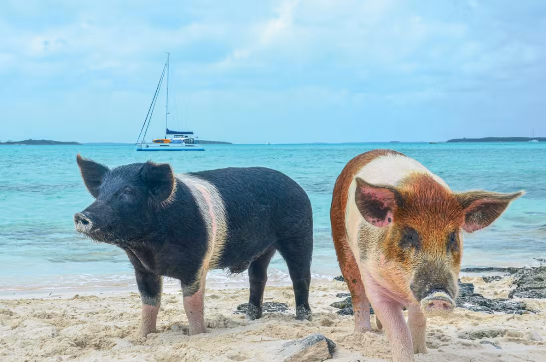 Avouez, vous aimeriez bien être à la plage à la place de ces cochons, non ?